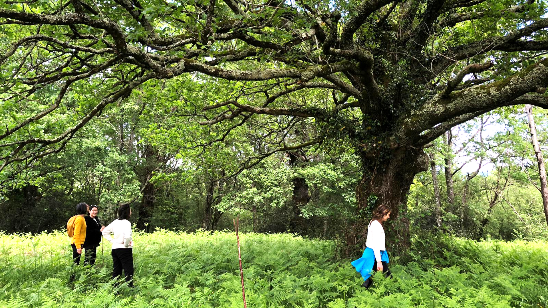 Retraite de Meditation Mindfulness au Pays basque